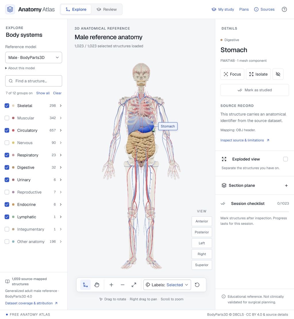 Anatomy Atlas with a male reference model, body system controls and a selected stomach.